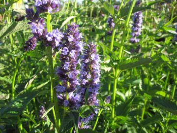 CHN - Plants - Agastache X 'Black Adder'