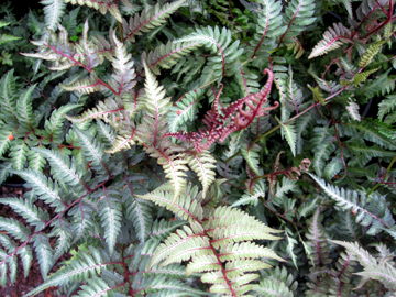 CHN - Plants - Athyrium nipponicum 'Red Beauty'