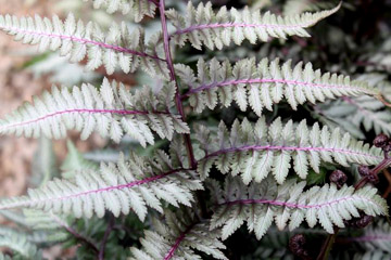 CHN - Plants - Athyrium nipponicum 'Red Beauty'