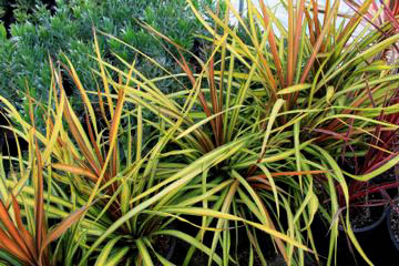 CHN - Plants - Cordyline 'Cha Cha'