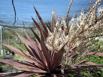 CHN - Plants - Cordyline australis 'Red Star'