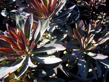 CHN - Plants - Euphorbia amygdaloides 'Black Bird Nothowlee'