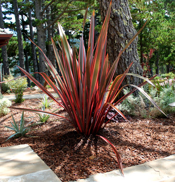 CHN - Plants - Phormium 'Guardsman'